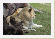 DSC_4143 Lion * 700 x 467 * (297KB)